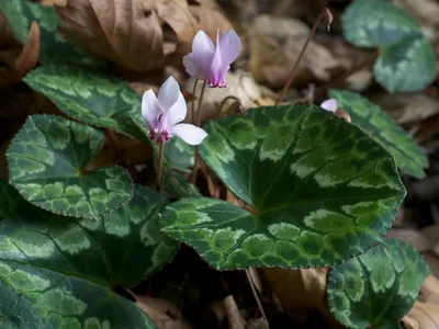 thumbnail cyclamen africanum