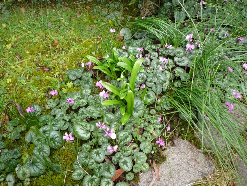cyclamen coum plant showing characteristic features