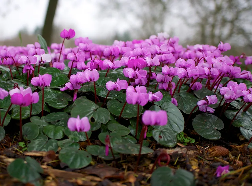 cyclamen coum plant showing characteristic features