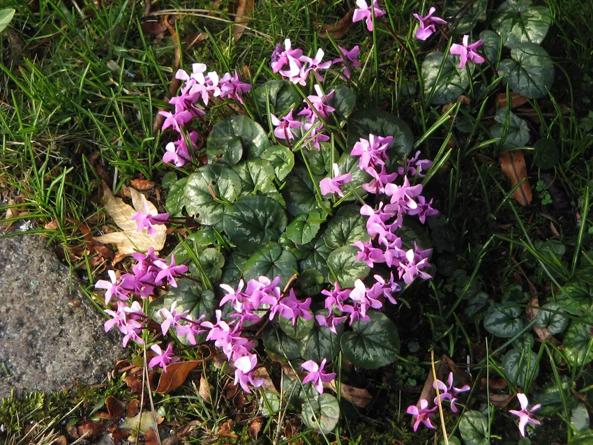 cyclamen coum plant showing characteristic features