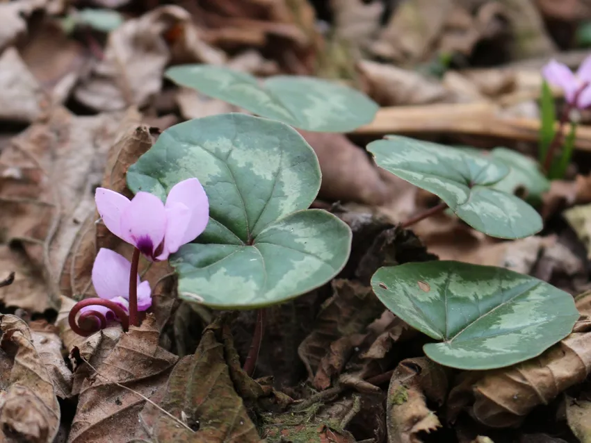 cyclamen coum plant showing characteristic features