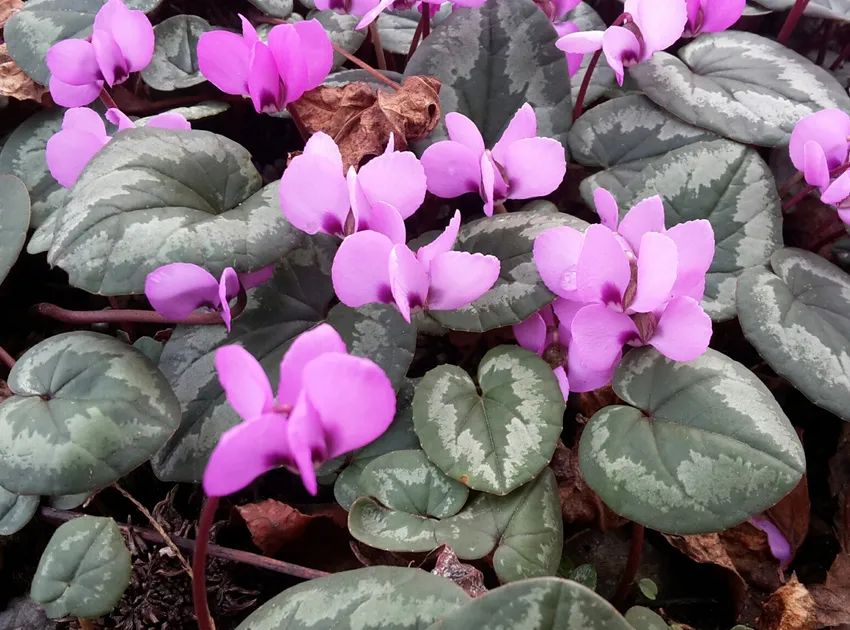 cyclamen coum plant showing characteristic features