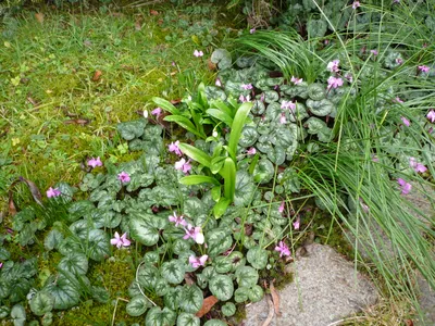 thumbnail cyclamen coum