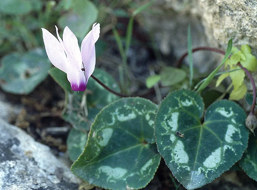 cyclamen cyprium plant showing characteristic features