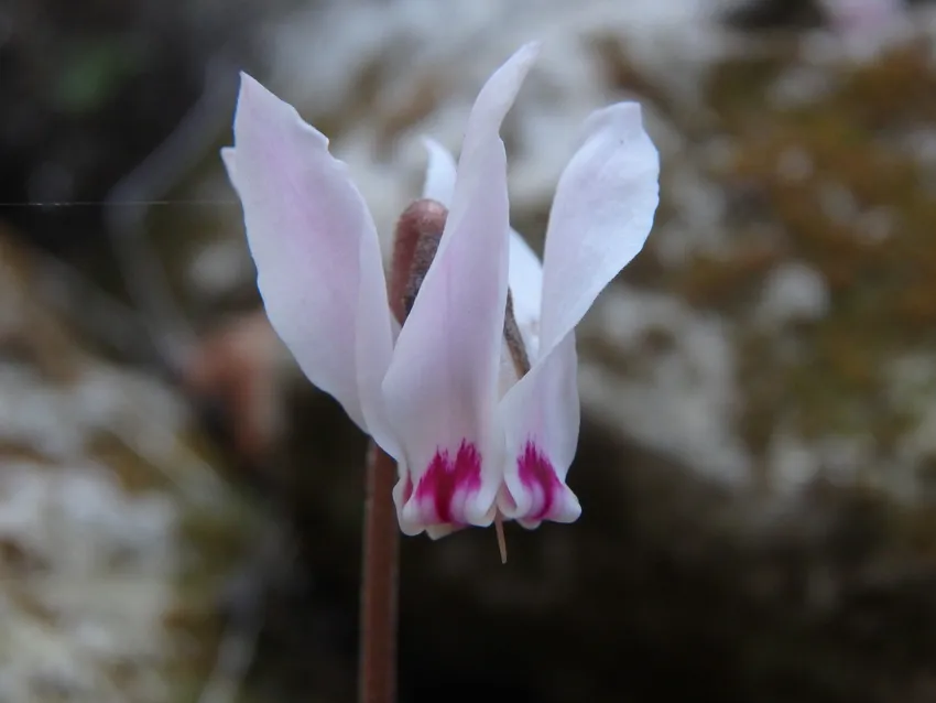 cyclamen cyprium plant showing characteristic features