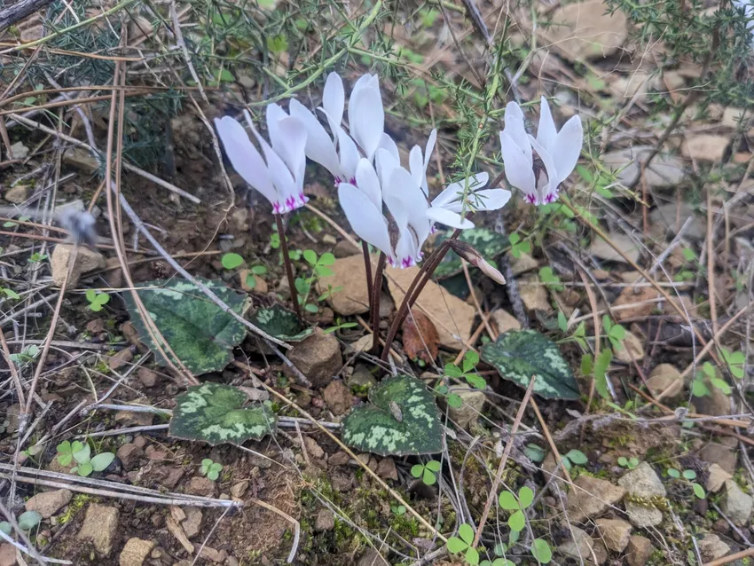 cyclamen cyprium plant showing characteristic features