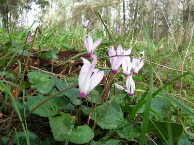 thumbnail cyclamen cyprium