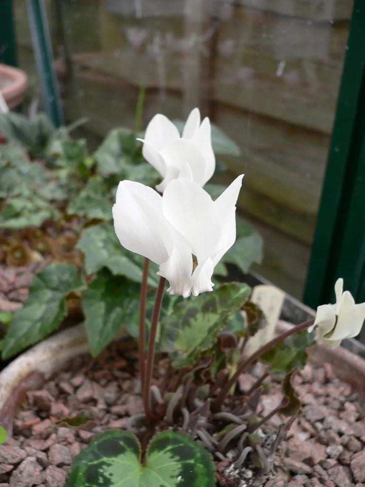 cyclamen graecum plant showing characteristic features