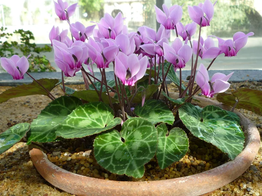 cyclamen graecum plant showing characteristic features