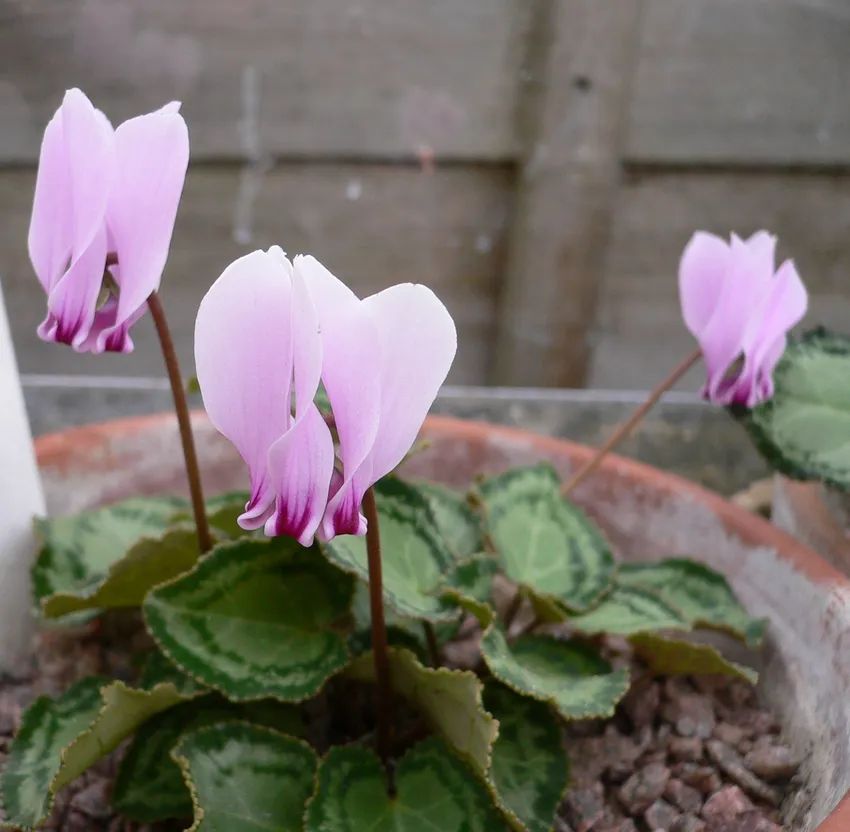 cyclamen graecum plant showing characteristic features