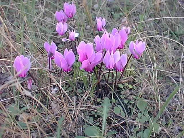 cyclamen graecum plant showing characteristic features