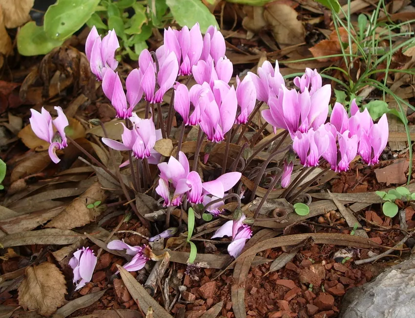 cyclamen graecum plant showing characteristic features