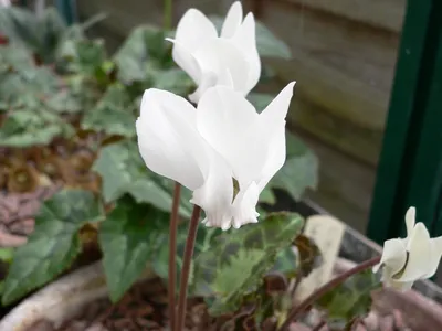 thumbnail cyclamen graecum
