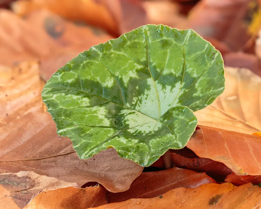 cyclamen hederifolium plant showing characteristic features