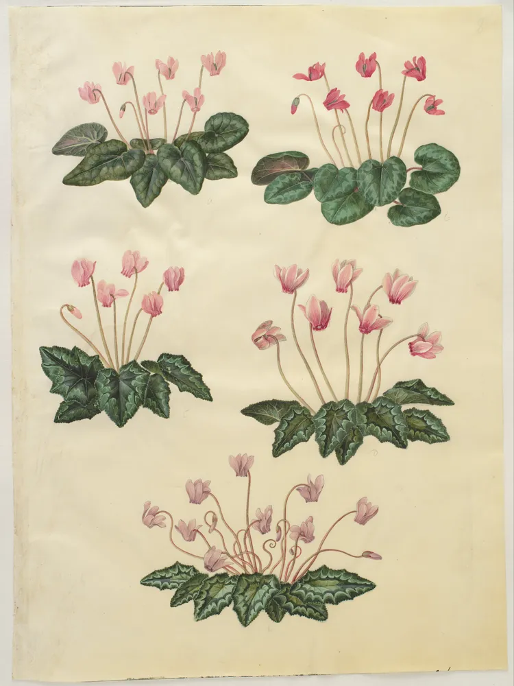 cyclamen hederifolium plant showing characteristic features