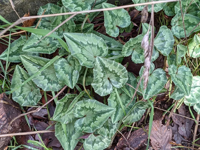 cyclamen hederifolium plant showing characteristic features
