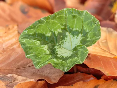 thumbnail cyclamen hederifolium