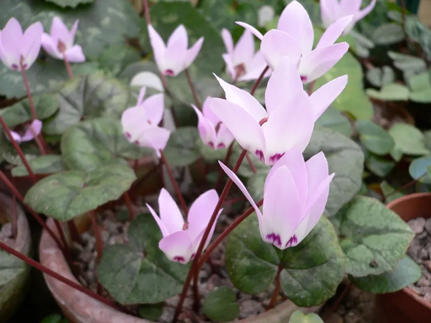 cyclamen libanoticum plant showing characteristic features