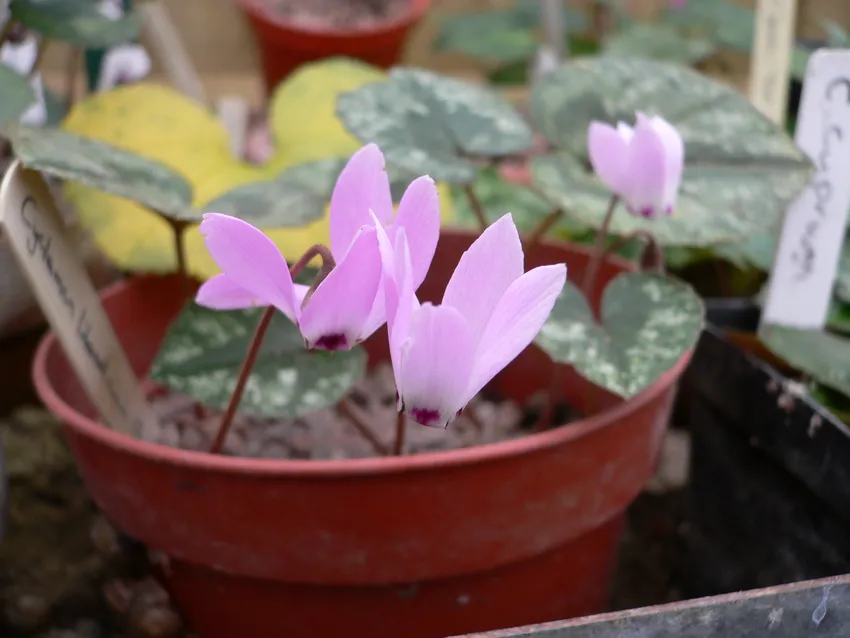 cyclamen libanoticum plant showing characteristic features