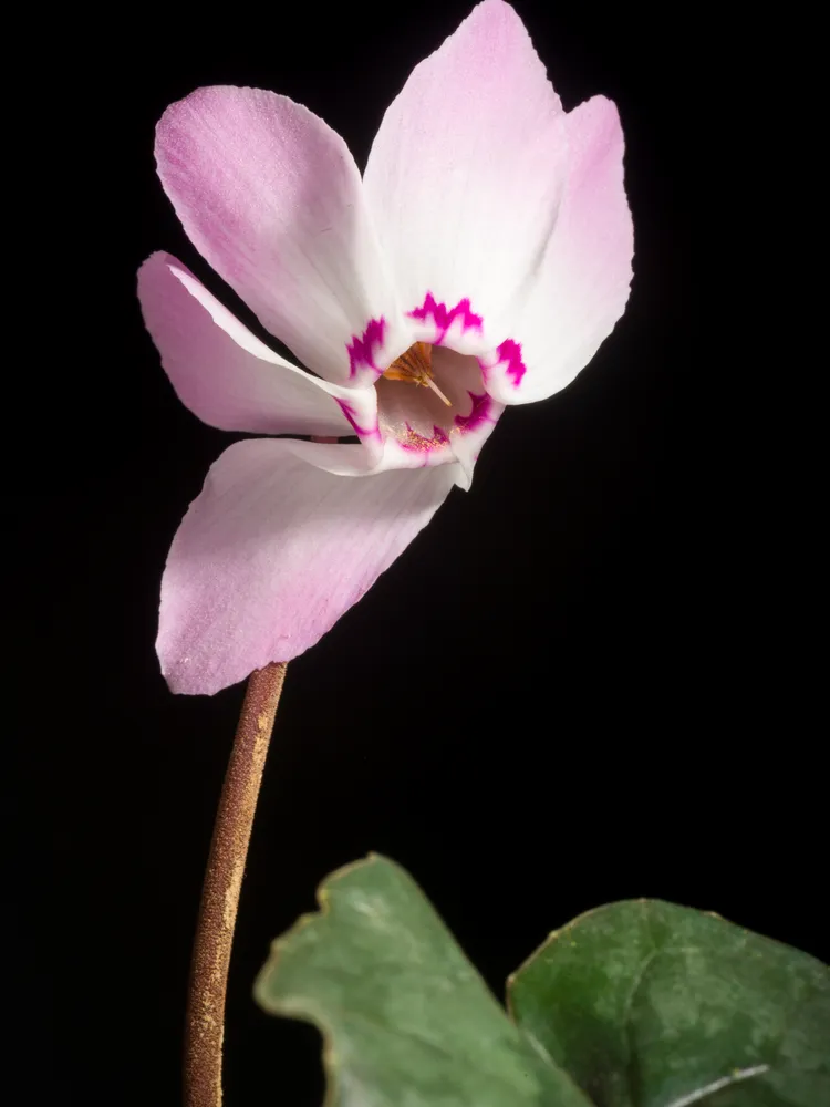 cyclamen libanoticum plant showing characteristic features