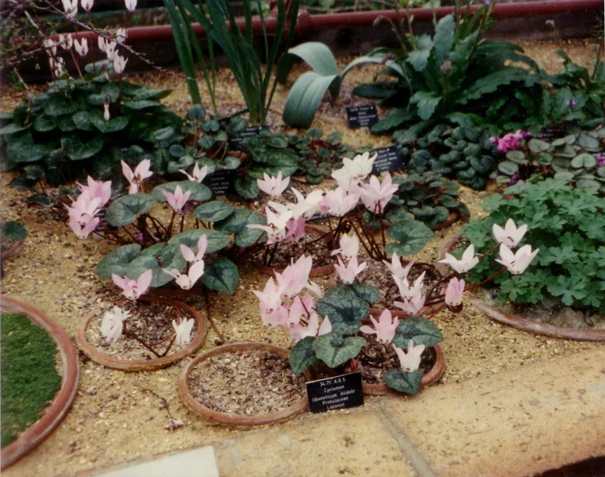 cyclamen libanoticum plant showing characteristic features