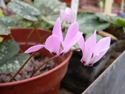 thumbnail cyclamen libanoticum