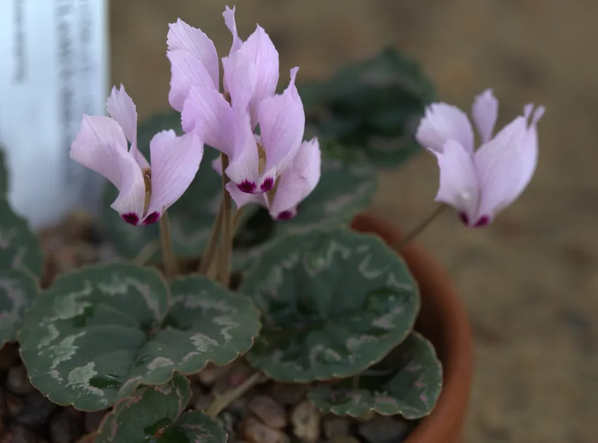 cyclamen mirabile plant showing characteristic features