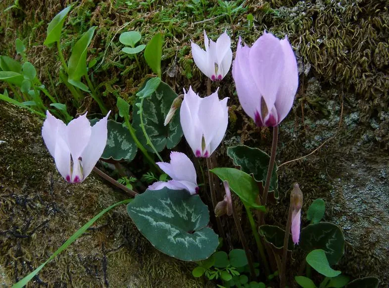 cyclamen mirabile plant showing characteristic features