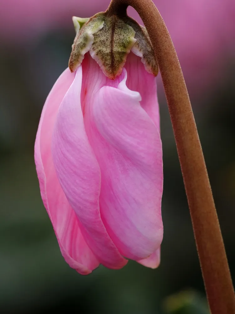cyclamen persicum plant showing characteristic features