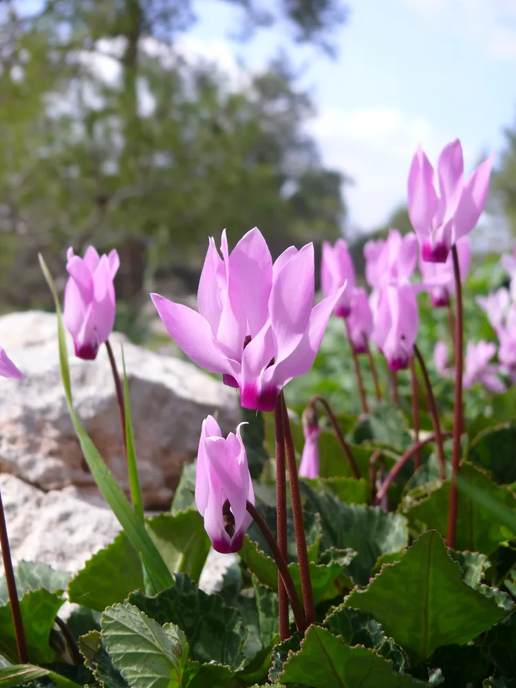 cyclamen persicum plant showing characteristic features