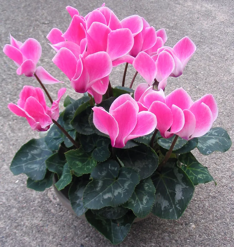 cyclamen persicum plant showing characteristic features
