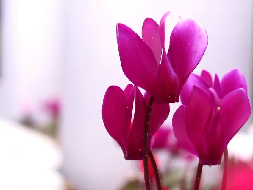 cyclamen persicum plant showing characteristic features