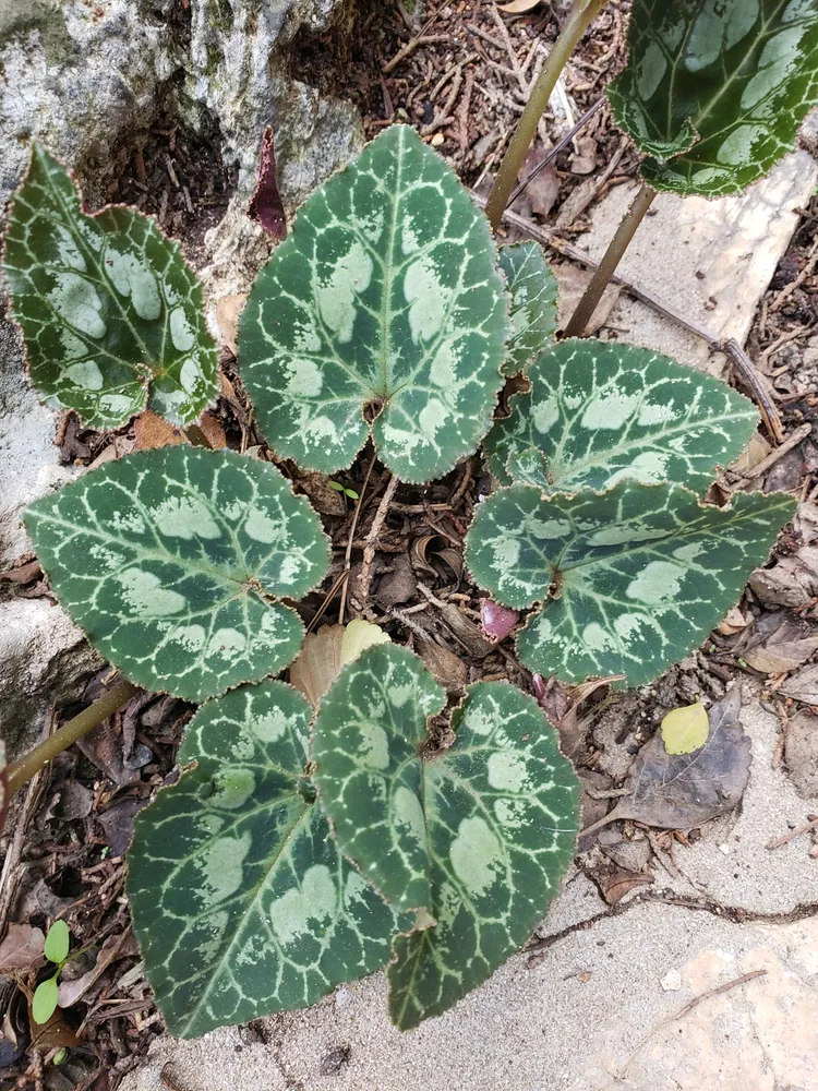 cyclamen persicum plant showing characteristic features
