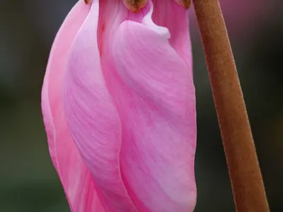 thumbnail cyclamen persicum