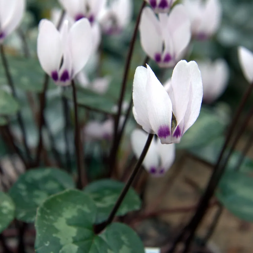 cyclamen pseudibericum plant showing characteristic features