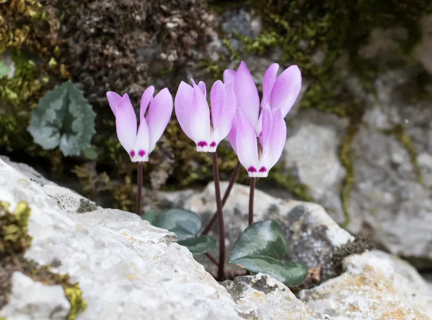cyclamen pseudibericum plant showing characteristic features