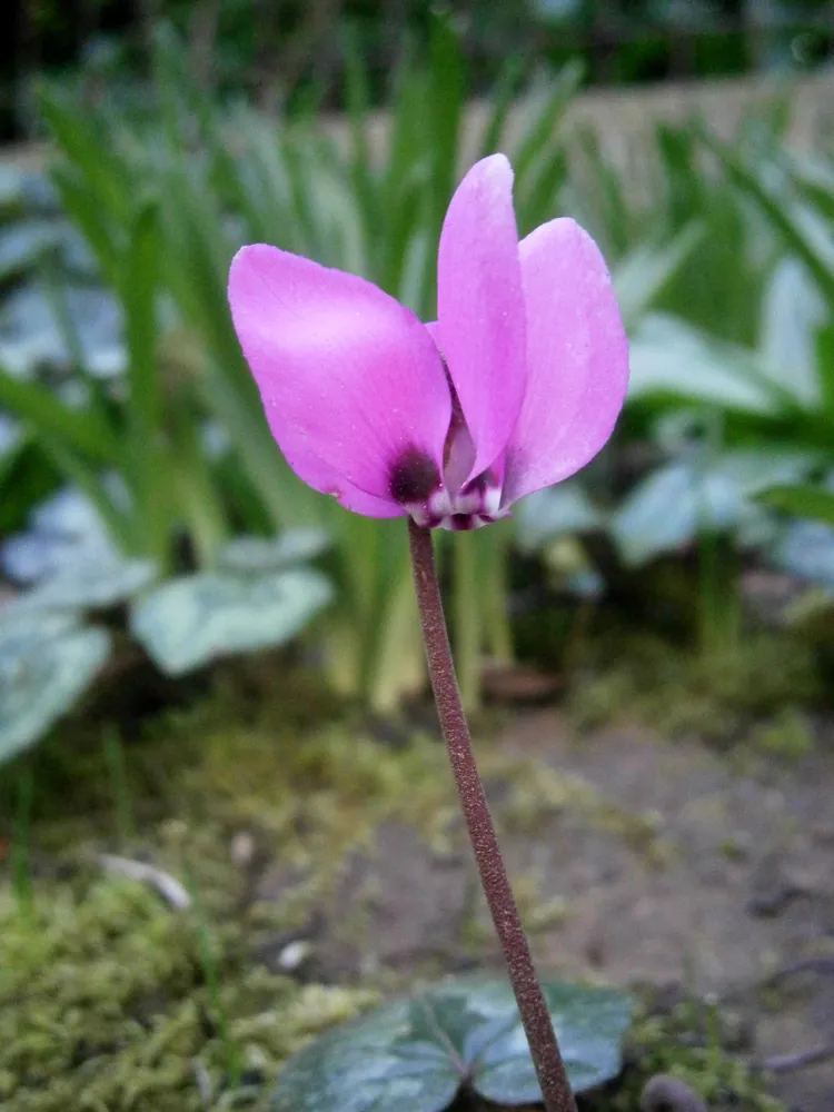 cyclamen pseudibericum plant showing characteristic features