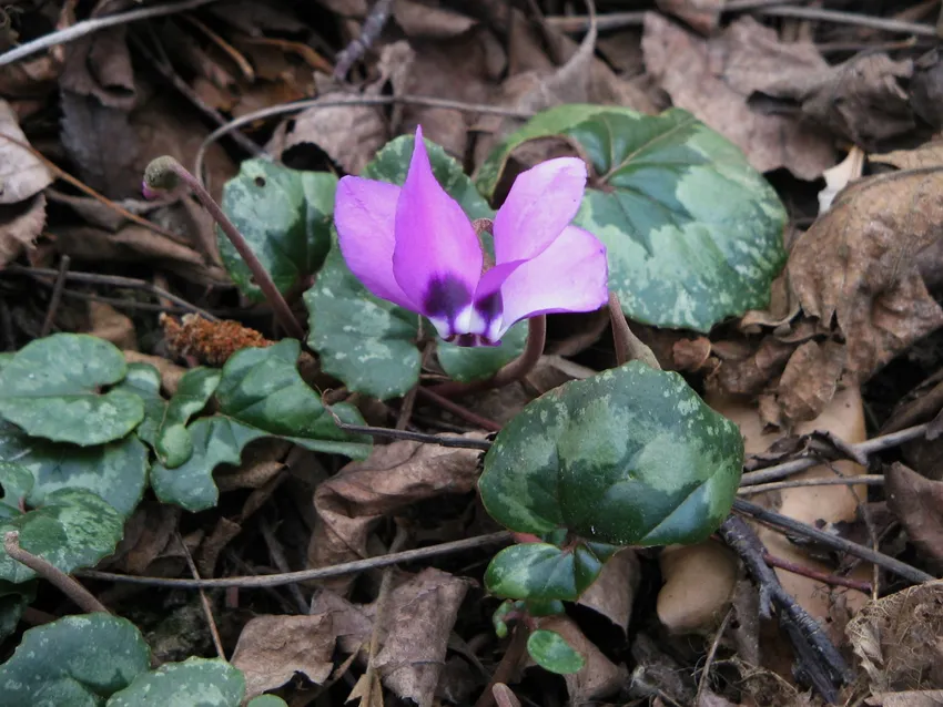 cyclamen pseudibericum plant showing characteristic features