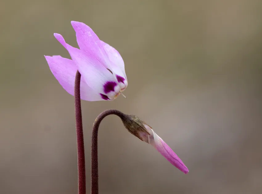 cyclamen pseudibericum plant showing characteristic features