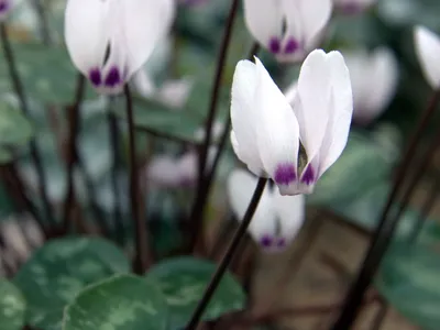 thumbnail cyclamen pseudibericum