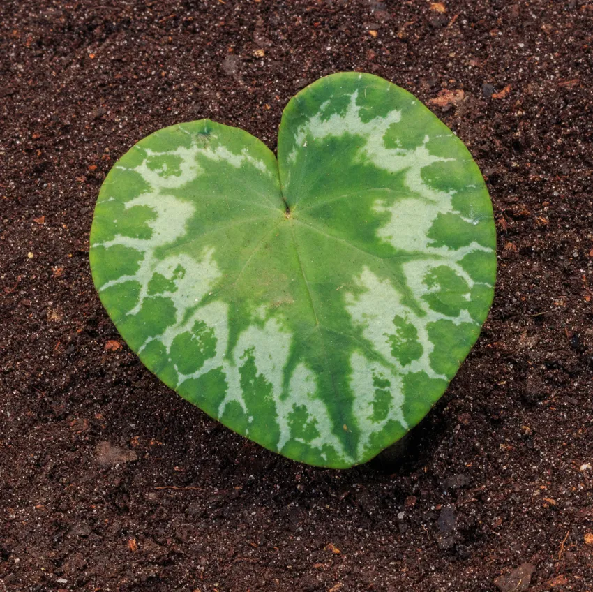 cyclamen purpurascens plant showing characteristic features
