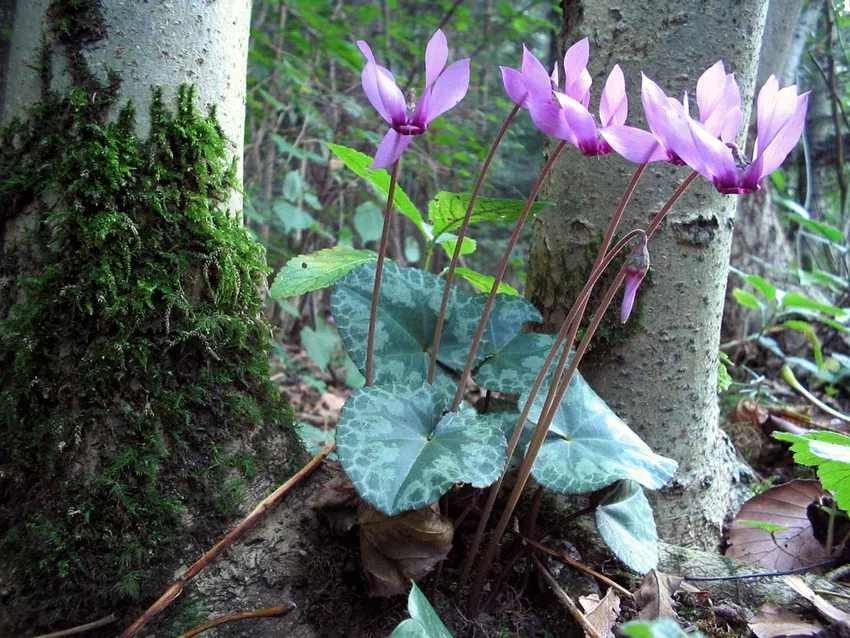 cyclamen purpurascens plant showing characteristic features