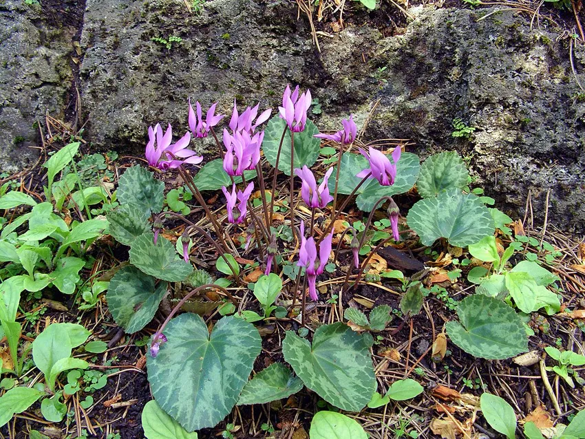 cyclamen purpurascens plant showing characteristic features