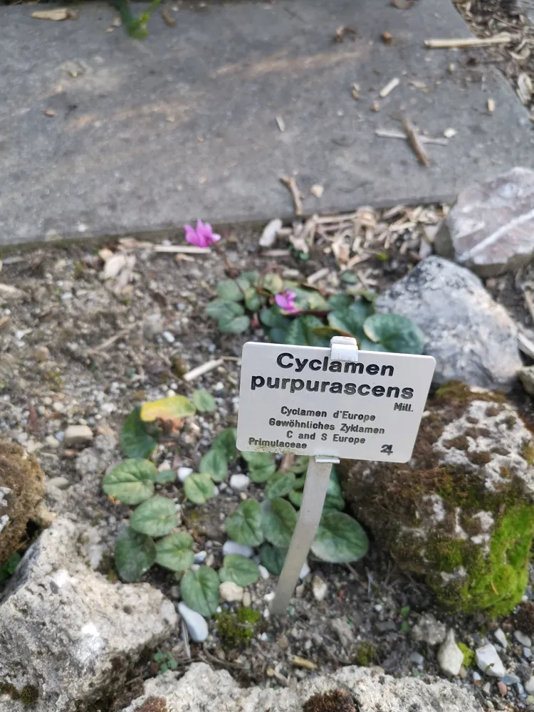 cyclamen purpurascens plant showing characteristic features
