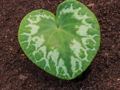 thumbnail cyclamen purpurascens