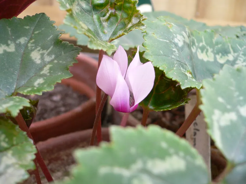 cyclamen rohlfsianum plant showing characteristic features