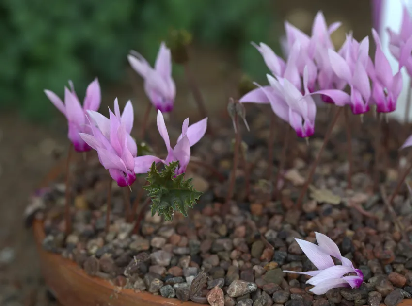 cyclamen rohlfsianum plant showing characteristic features