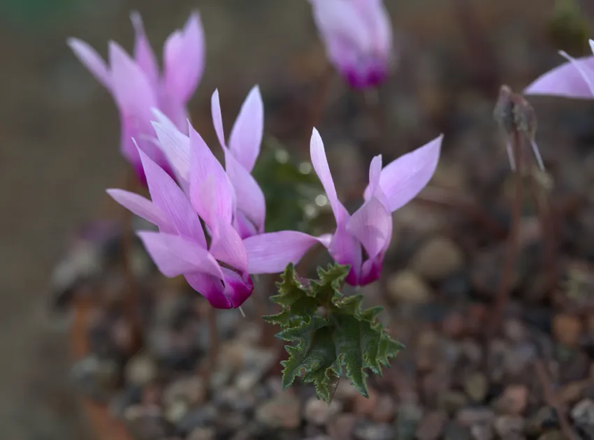 cyclamen rohlfsianum plant showing characteristic features