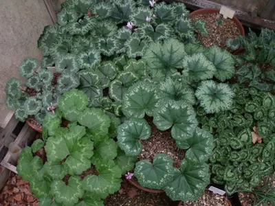 thumbnail cyclamen rohlfsianum
