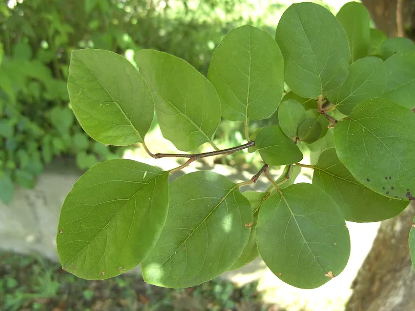 cydonia oblonga plant showing characteristic features